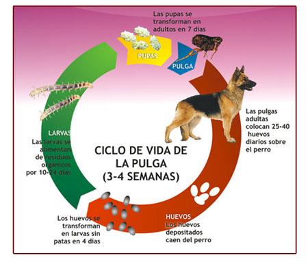 Ciclo de la pulga