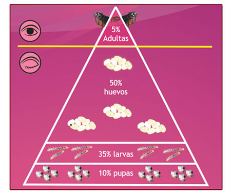 pulgas, huevos, larvas, pupas